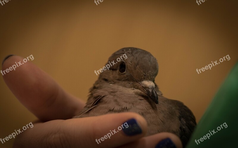 Birds Wild Life Nature Outdoors One