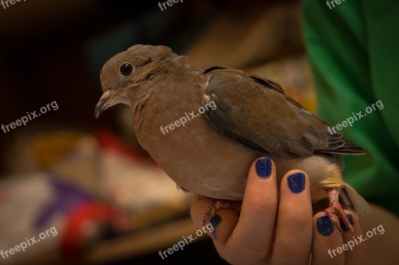 Birds Wild Life Outdoors Nature One