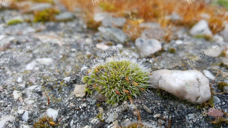 Moss Stones Nature Plant All Year Round