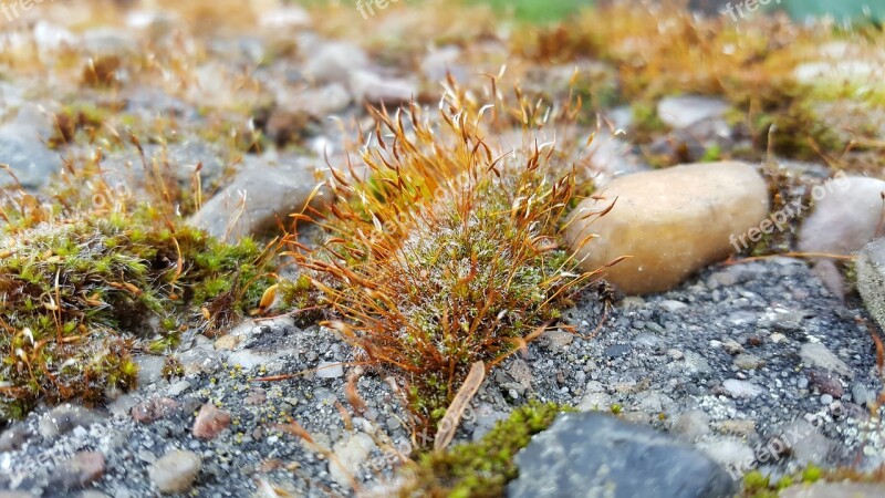 Moss Stones Nature Plant All Year Round