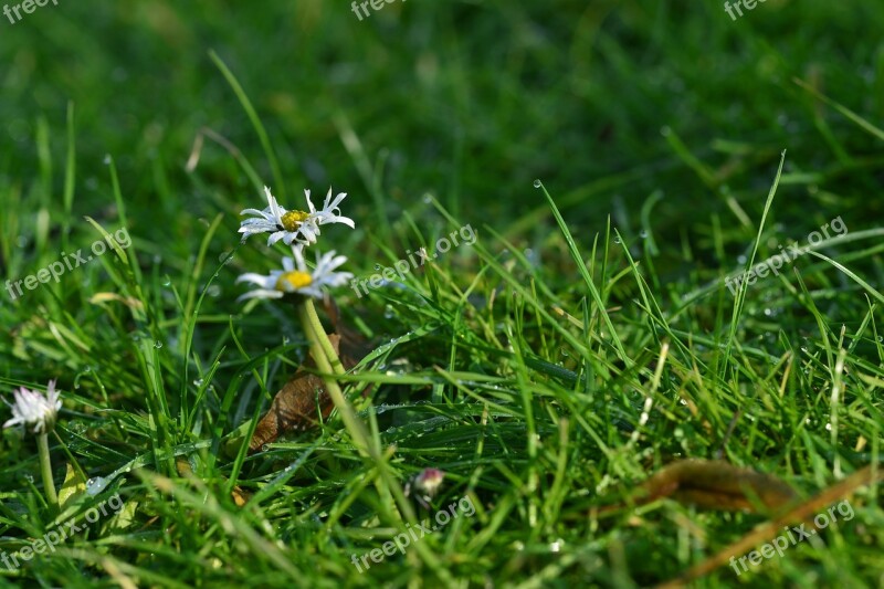 Grass Nature Meadow Summer Field