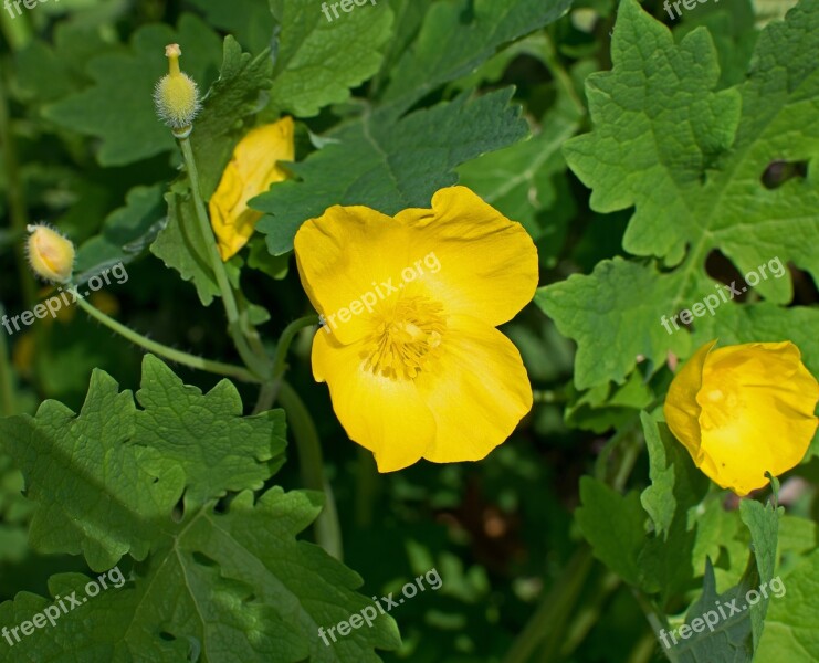 Wood Poppy Celandine Wildflower Flower Blossom