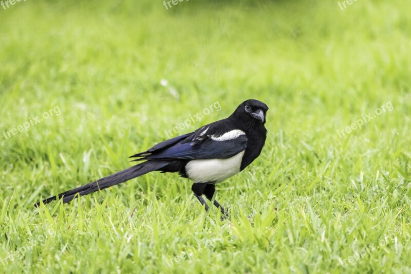 Grass Nature Wildlife Bird Outdoors