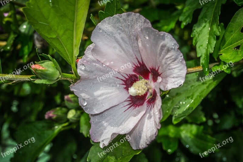 Flower Water Drops Raindrops Plant Free Photos