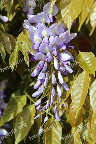 Glycine Spring Creeper Flower Vines Flowering