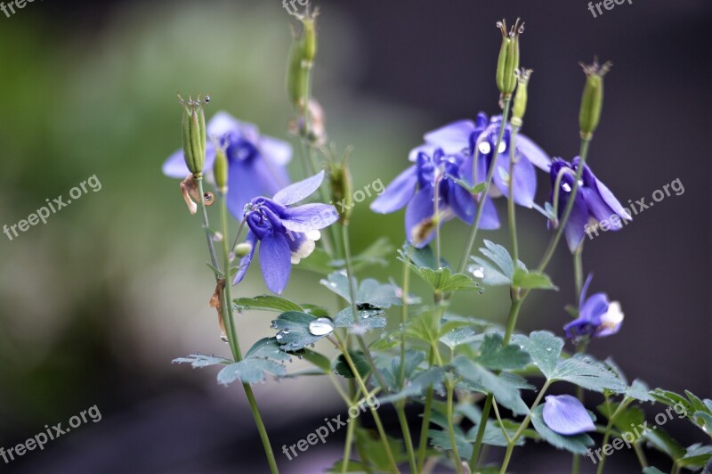 Flowers Wildflower Every Claw Purple Free Photos