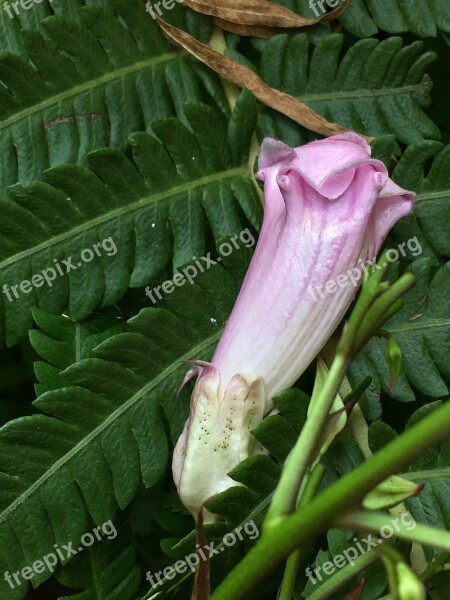 Pimpollo Pink Pink Petals Garden Petals Flower