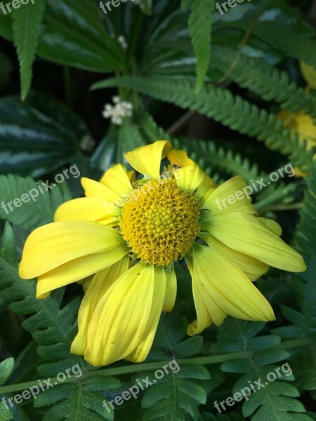 Withered Flower Petals Yellow Flower Nature Yellow