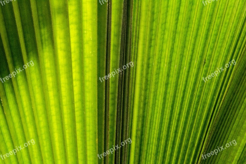 Palm Leaf Tropical Leaf Plant Nature