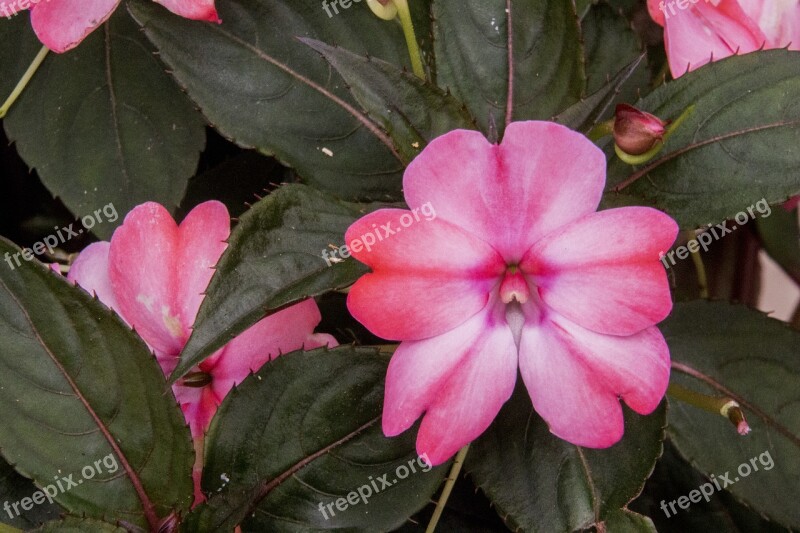 Mary-without-a-shame Pink Flower Nature Flower Leaf