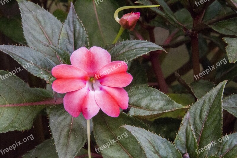 Pink Flower Mary-without-a-shame Exotic Flower Nature Leaf