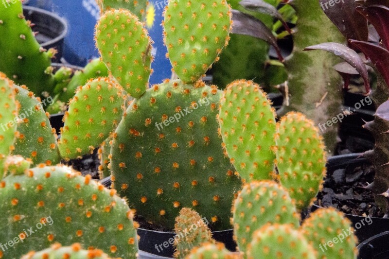 Cactus Cactaceae Plant Succulent Thorny Post