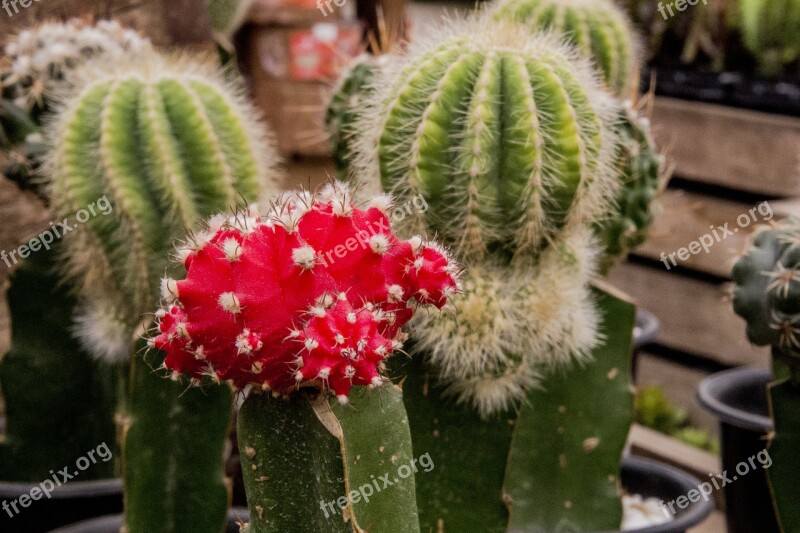 Cactus The Fruit Of Cactus Cactaceae Plant Succulent Thorny