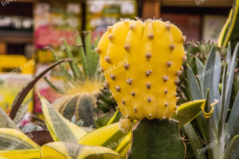 Cactus The Fruit Of Cactus Flower Plant Nature