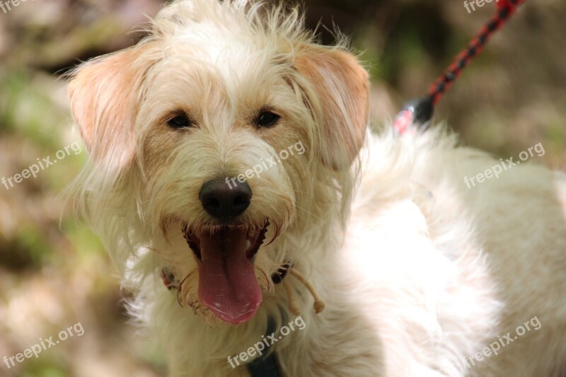 Dog Hybrid Tongue Animal Cute