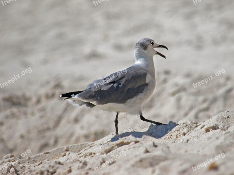 Bird Wildlife Nature Outdoors Animal