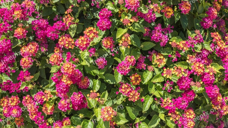 Lantana Pink Orange Bouquet Flower