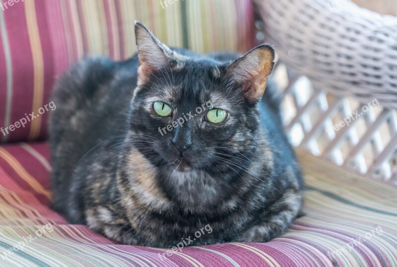 Cat Feline Tortoiseshell Tabby Close Up Green Eyes