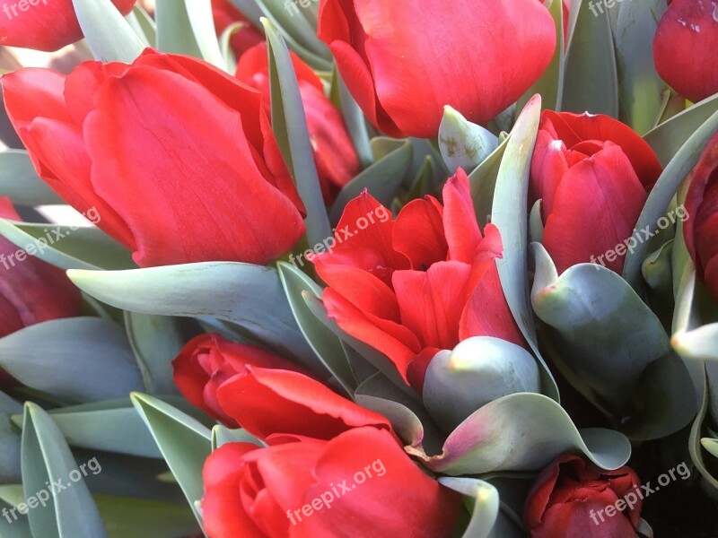 Tulip Flower Arrangement Nature Plant Free Photos