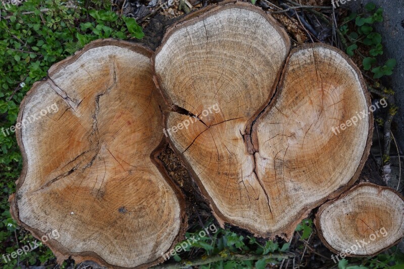 Tree Stump Defeated Rings Wood