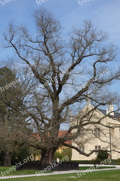 Fridge Tree Garden Castle The Crown Of The Tree