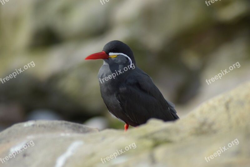 Bird Wildlife Nature Animal Outdoors