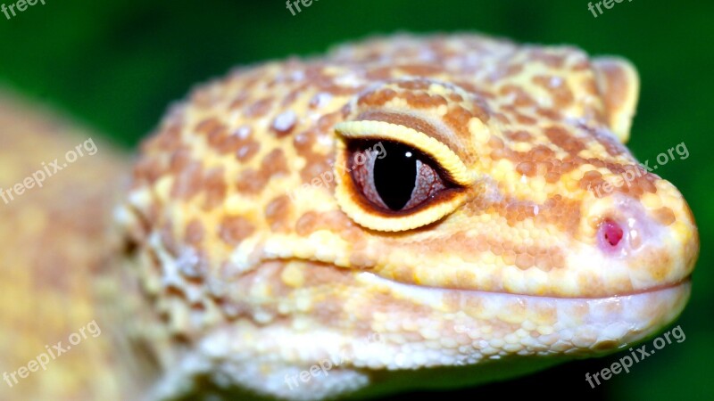 Reptiles Nature Animals Free Photos