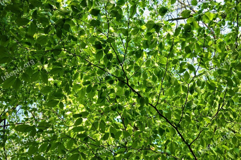 Leaves Foliage Tree Branch New Leaves