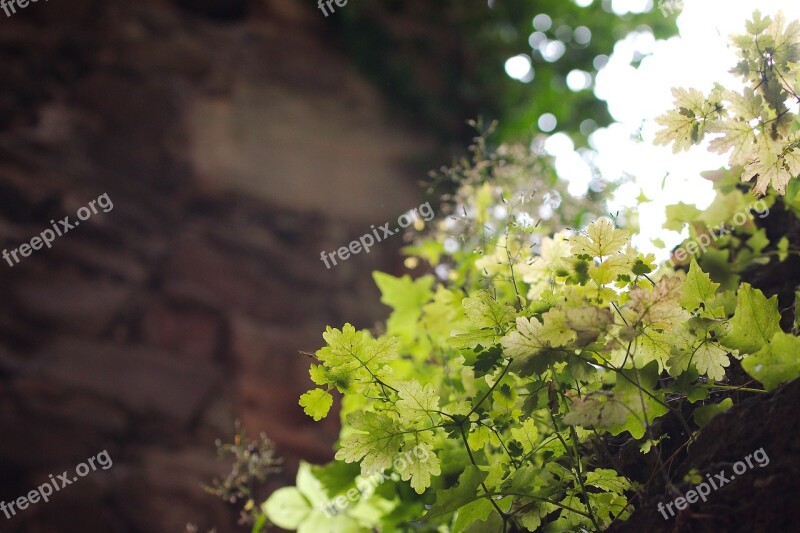 Nature Plant Leaf Growth Season