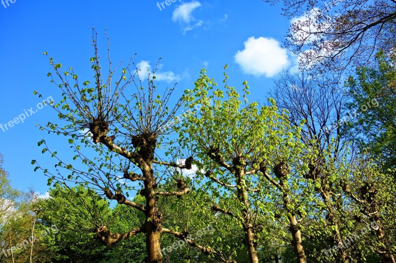 Pollard Pollarded Willow Tree Salix Budding Leaves