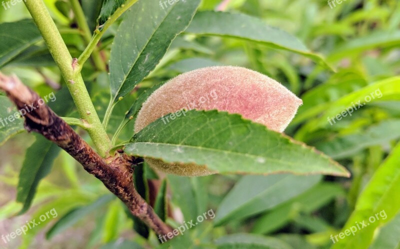 Leaf Nature Flora Food Outdoors