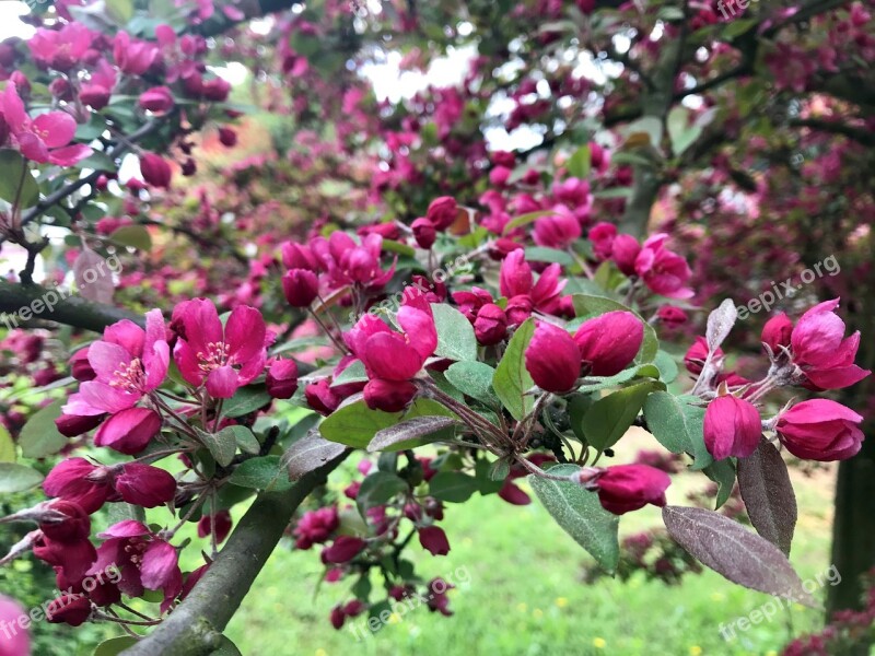 Tree Bud Buds Branch Branches