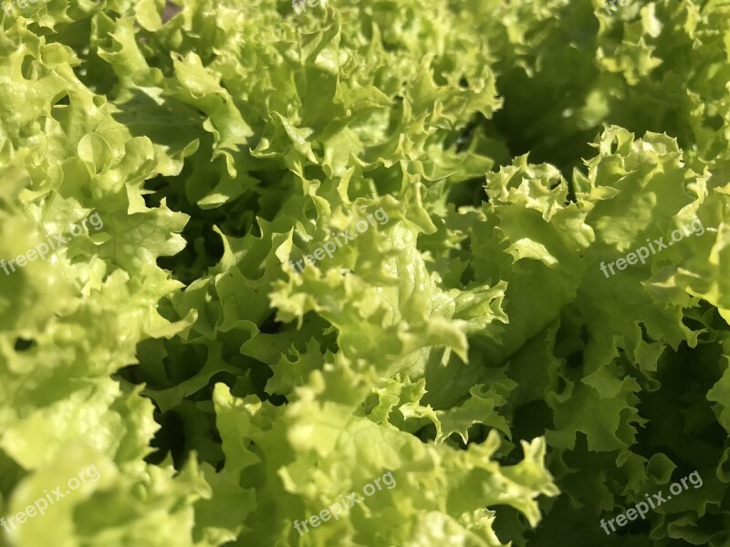 Lettuce Food Vegetable Flora Leaf