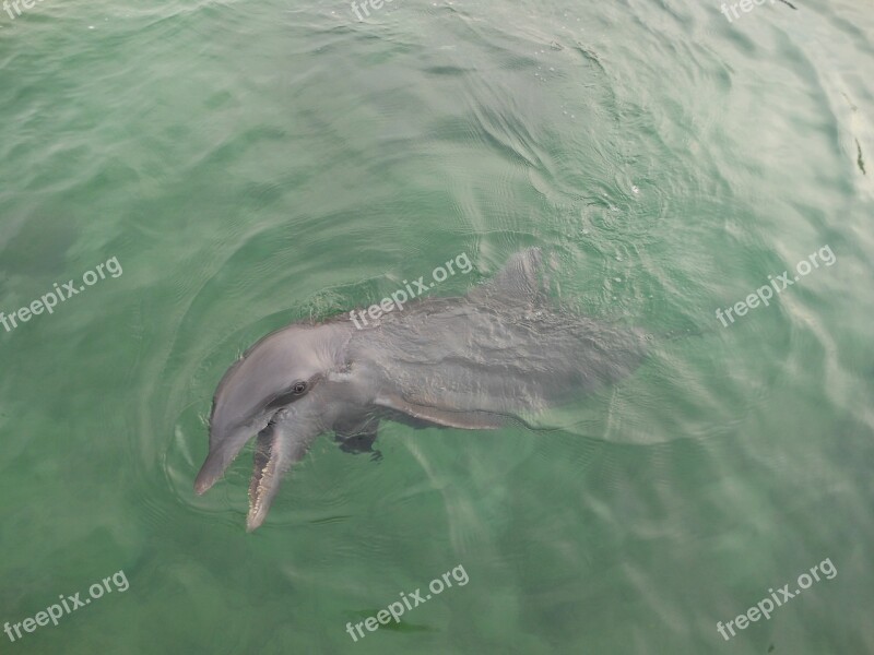 Dolphin Ocean Wild Life Water Free Photos