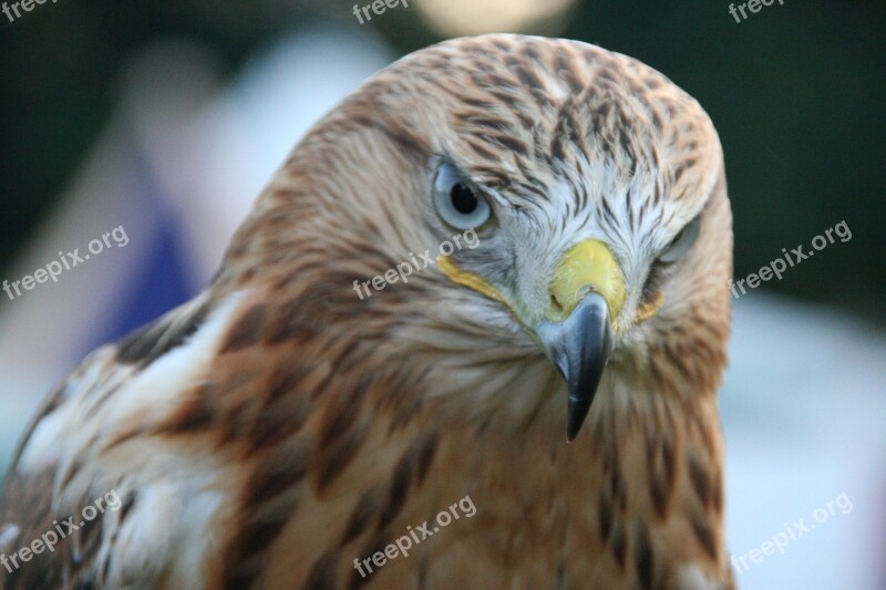 Adler Raptor Bird Of Prey Animal World Bird