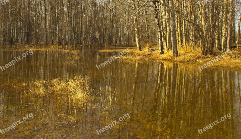 Spring Woods Nature Water Reflection