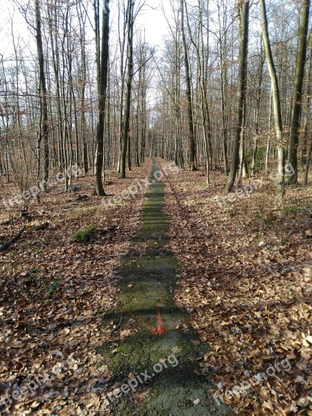 Nature Wood Tree Landscape Away