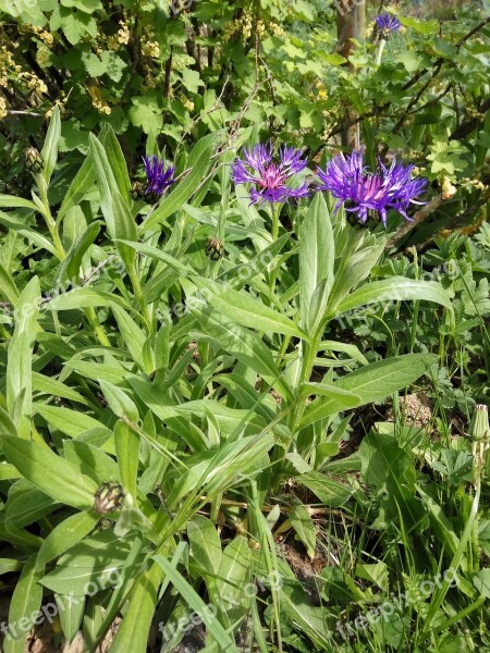 Cornflowers Nature Summer Plant Flower