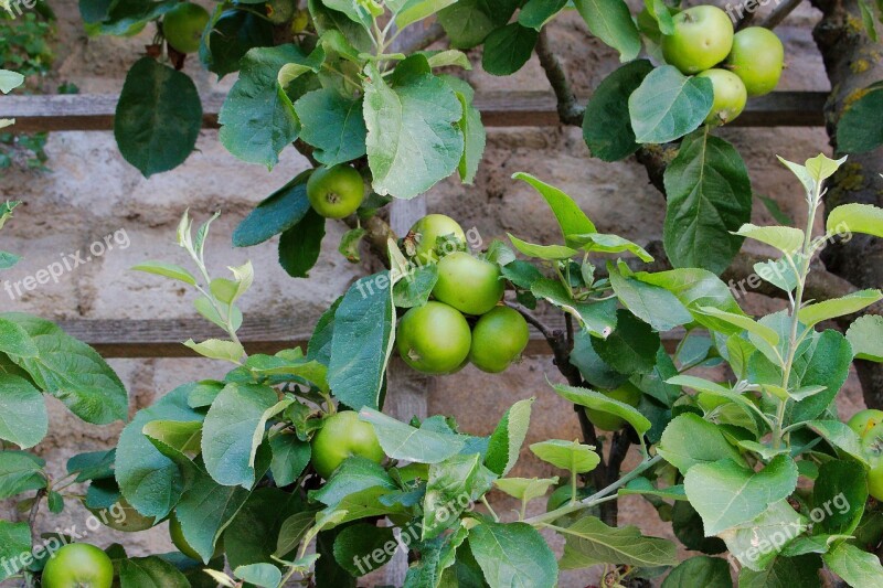 Fruit Food Leaf Agriculture Plant