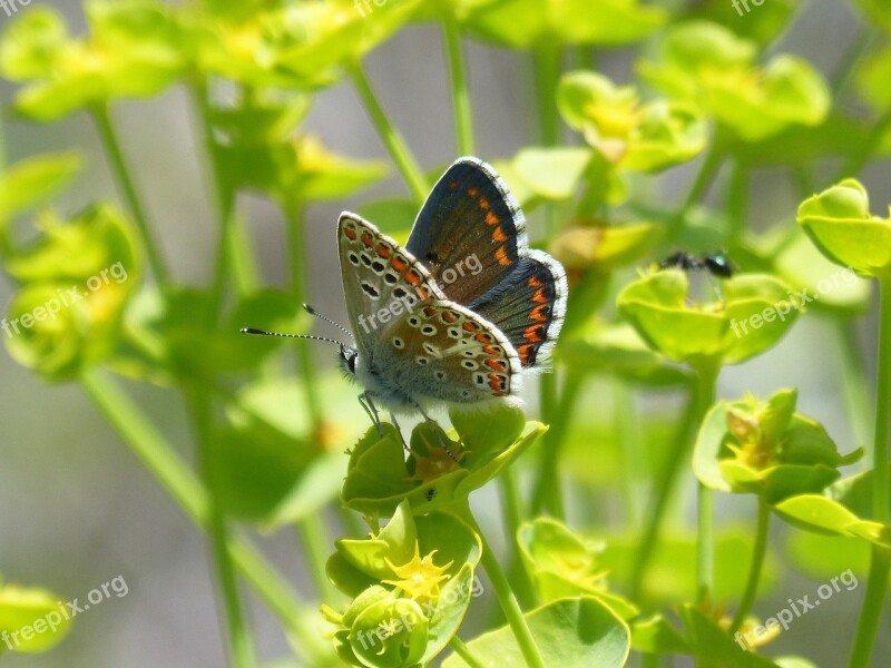 Butterfly Brunette Southern Aricia Cramera Moreneta Southern Detail