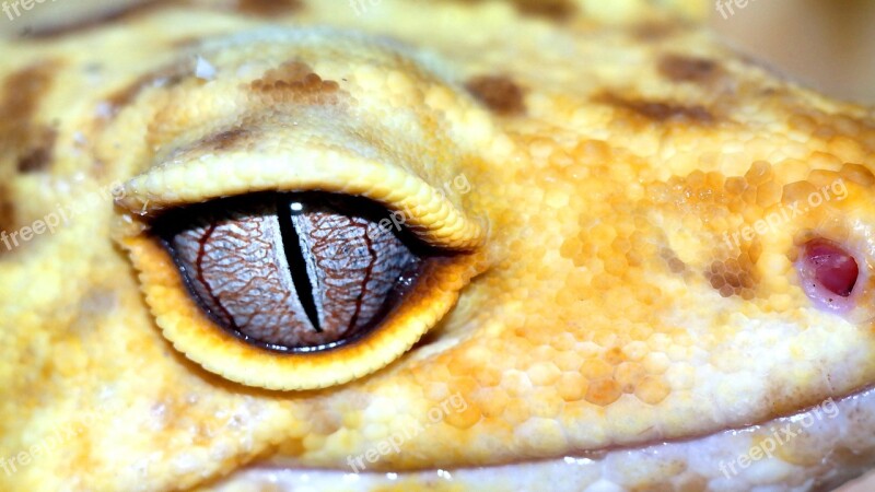 Macro Leopard Gecko Reptiles Free Photos