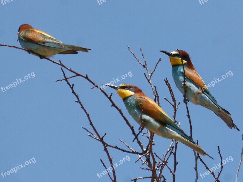 Bee-eater Abellarol Trio Branches Birds