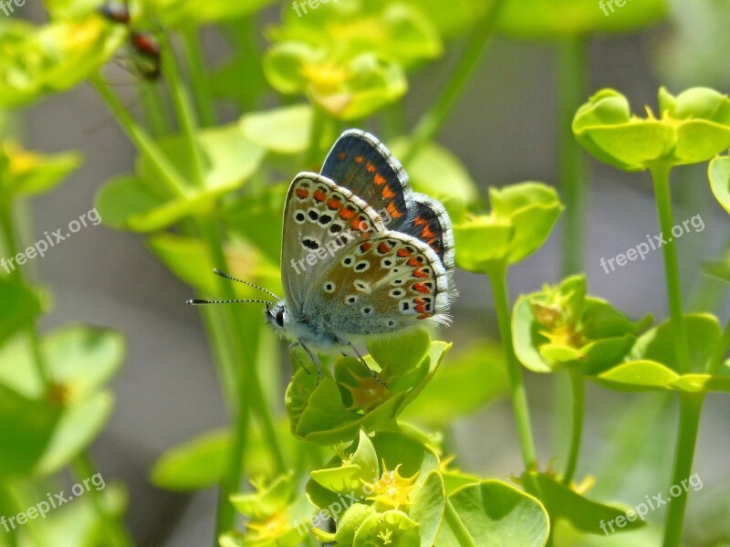 Aricia Cramera Brunette Southern Moreneta Southern Detail Butterfly