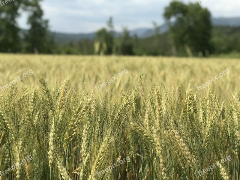 Wheat Grain Area Bread Attachment