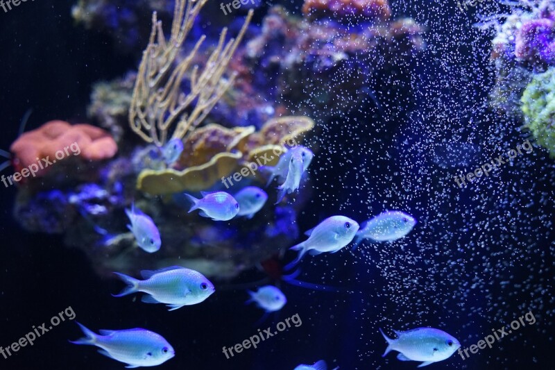 Underwater Fish Coral Ocean Free Photos