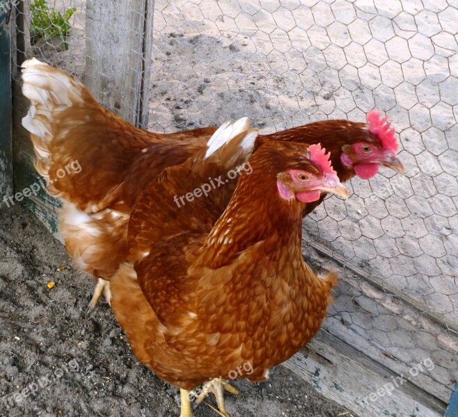 Chickens Coop Poultry Birds Farm