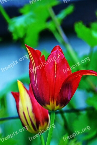 Nature Flower Plant Leaf Plants Summer