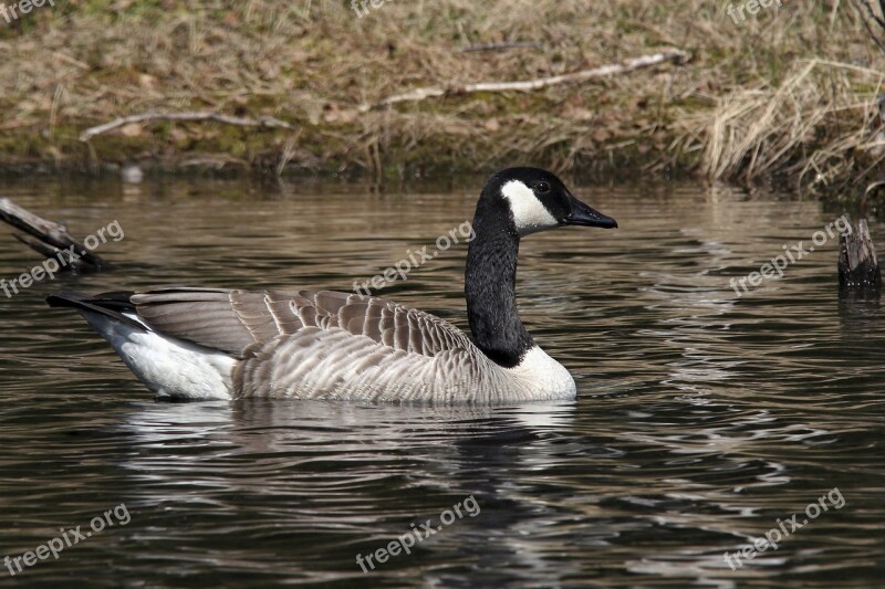 Water The Nature Of The Geese Kanadagås Free Photos