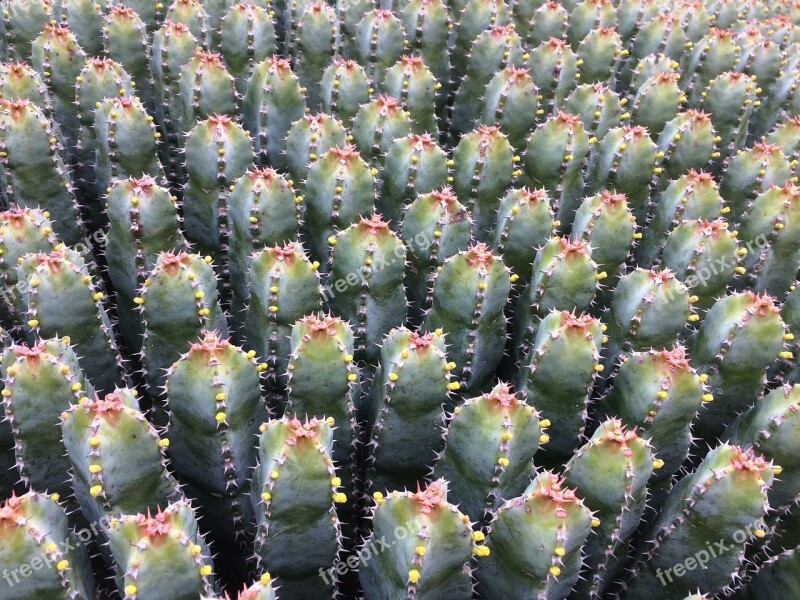 Cactusfamilie Succulent Prickly Sharpest Aar