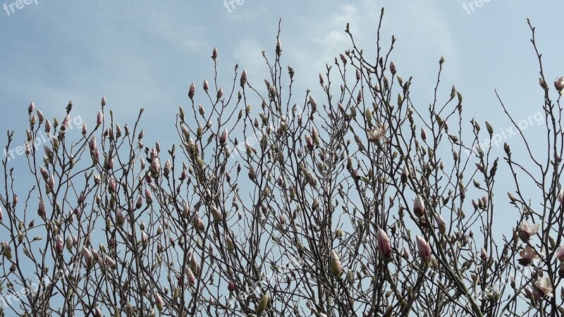 Nature Season The Dome Of The Sky Spring Magnolia